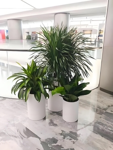 热门的宁波江北盆景租赁方案，你知道吗？